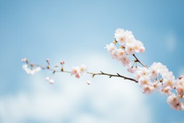 Od kdy se slaví První máj a proč je tento svátek výjimečný? A jaký strom je na líbání nejlepší?